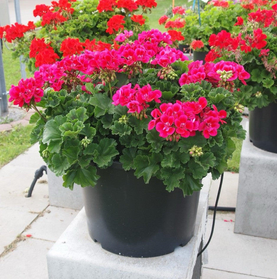Krūminė Pelargonija tamsiai rožinė su tamsiu viduriu
