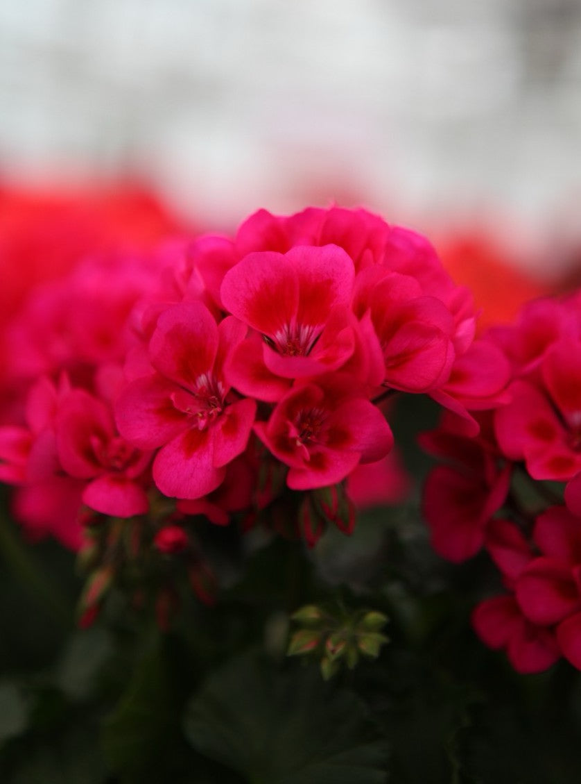 Krūminė Pelargonija tamsiai rožinė su tamsiu viduriu