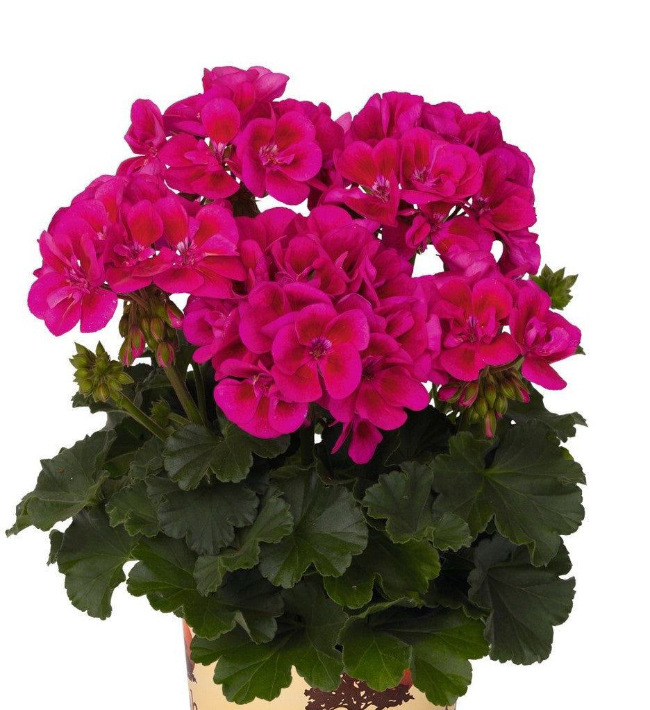 Krūminė Pelargonija tamsiai rožinė su tamsiu viduriu