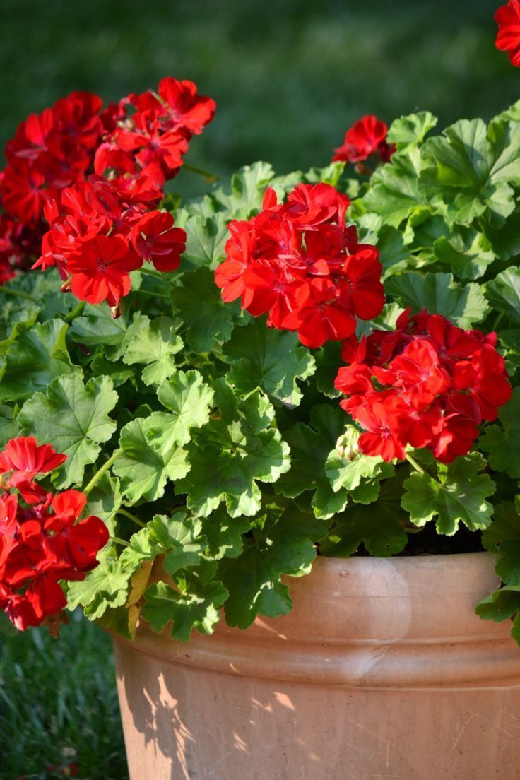 Krūminė Pelargonija raudona