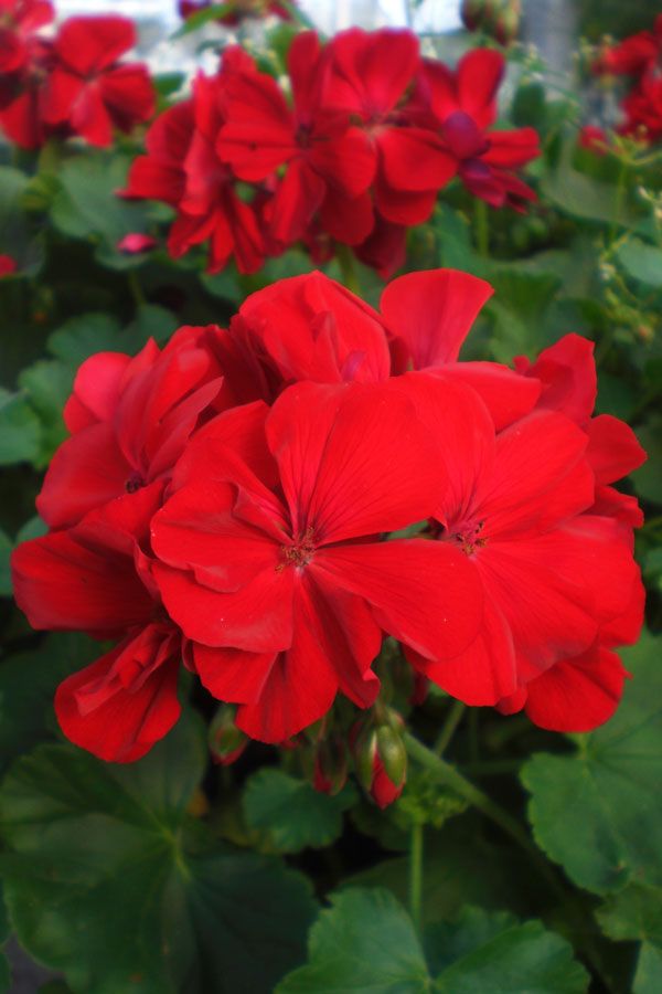 Krūminė Pelargonija raudona