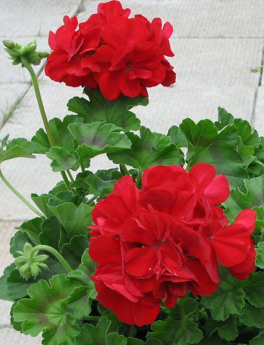 Krūminė Pelargonija raudona