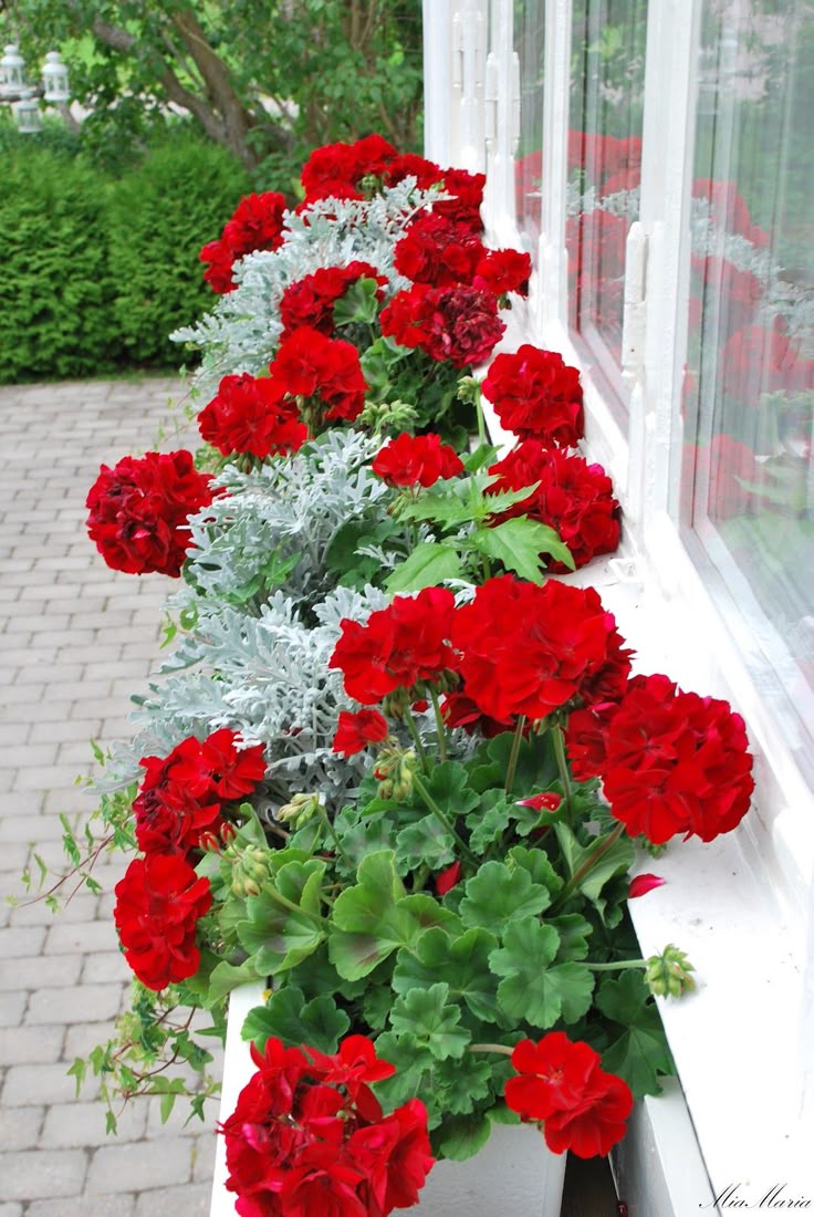 Krūminė Pelargonija raudona