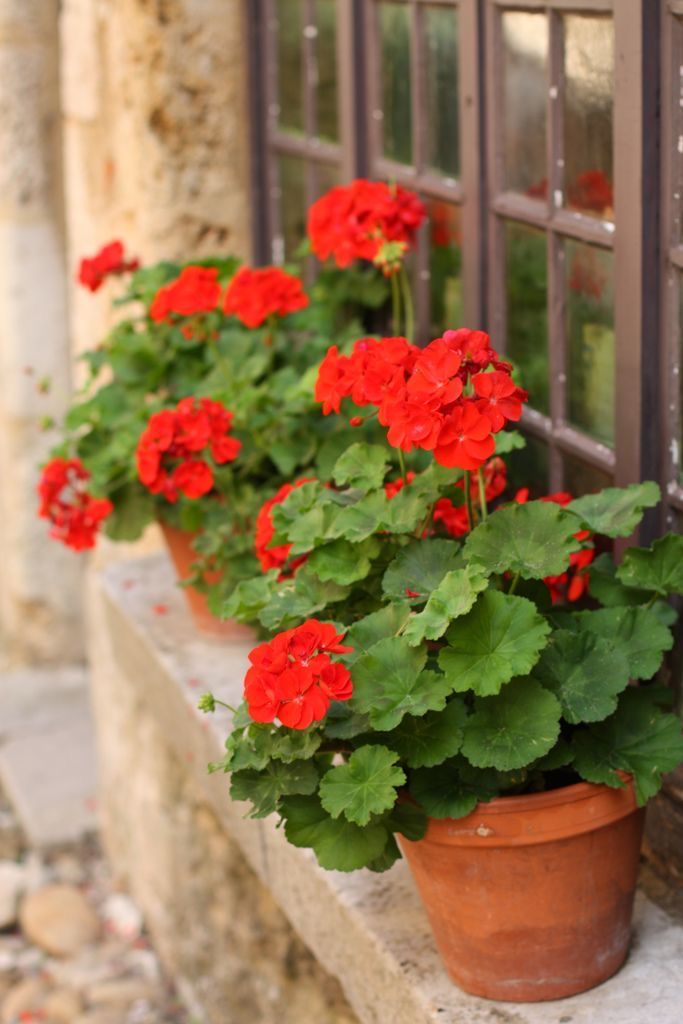 Krūminė Pelargonija raudona