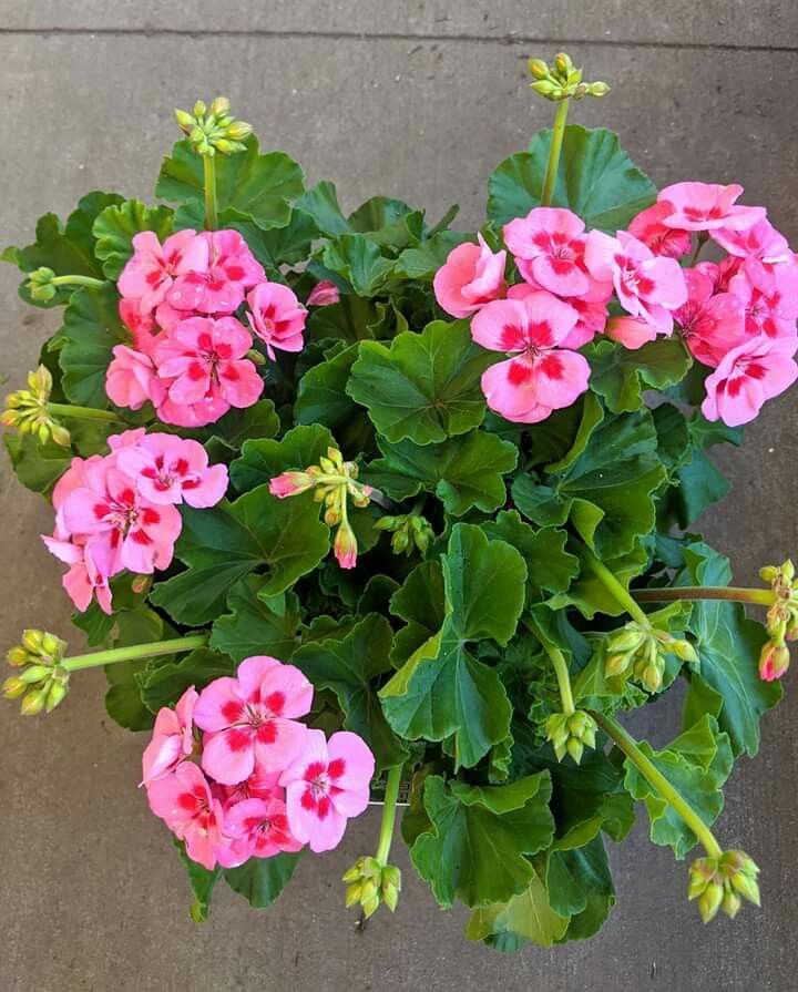 Krūminė Pelargonija rožinė su tamsiu viduriu