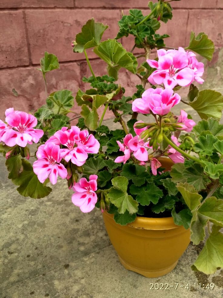 Krūminė Pelargonija rožinė su tamsiu viduriu