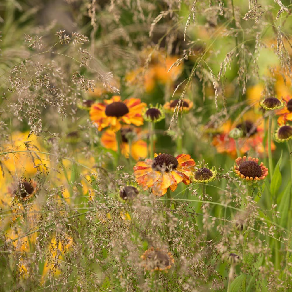 Kupstinė šluotsmilgė