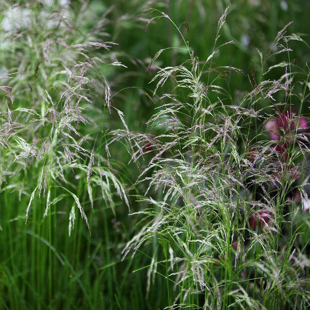 Kupstinė šluotsmilgė