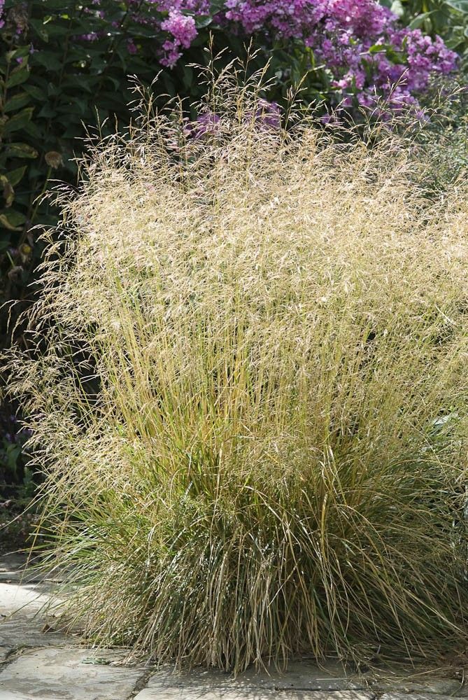 Kupstinė šluotsmilgė