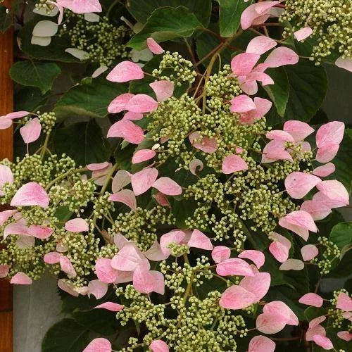 Laipiojančioji hortenzija ‘Roseum’