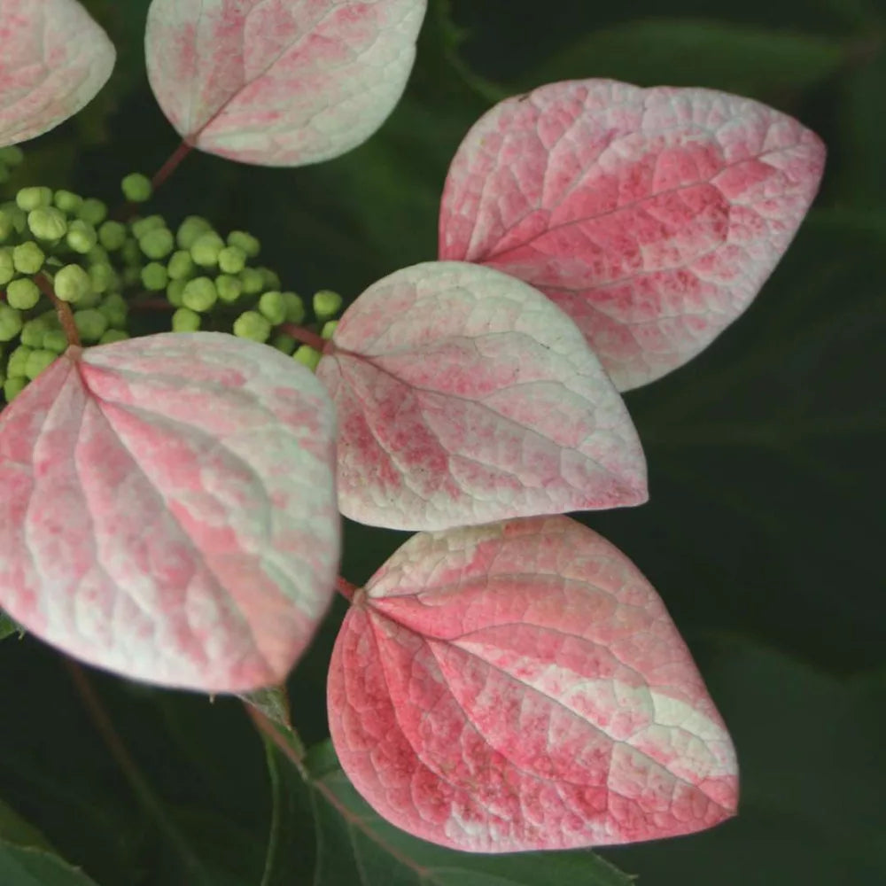 Laipiojančioji hortenzija ‘Roseum’