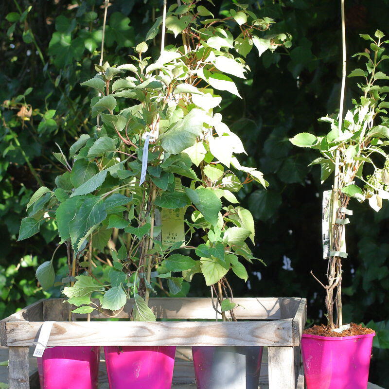 Laipiojančioji hortenzija ‘Roseum’