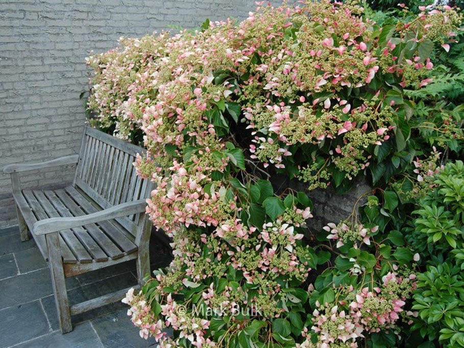 Laipiojančioji hortenzija ‘Roseum’