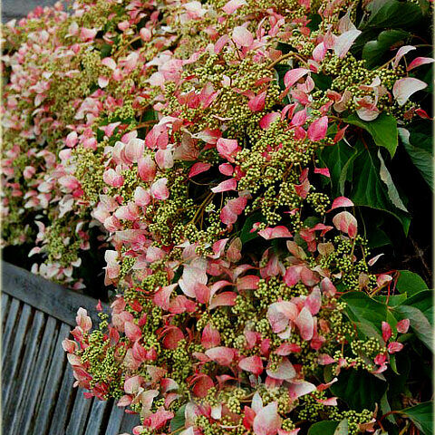 Laipiojančioji hortenzija ‘Roseum’
