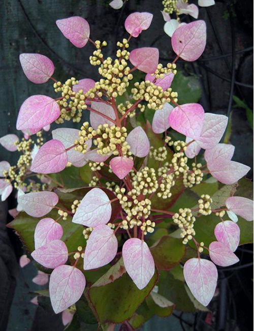 Laipiojančioji hortenzija ‘Roseum’