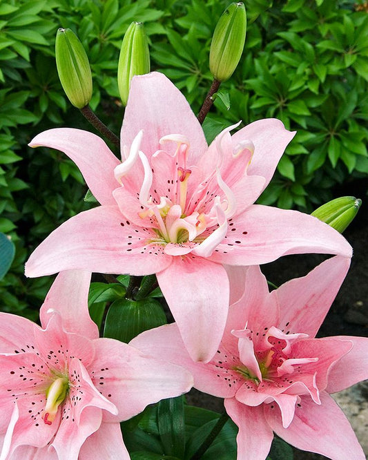 Lelija ‘Elodie’
