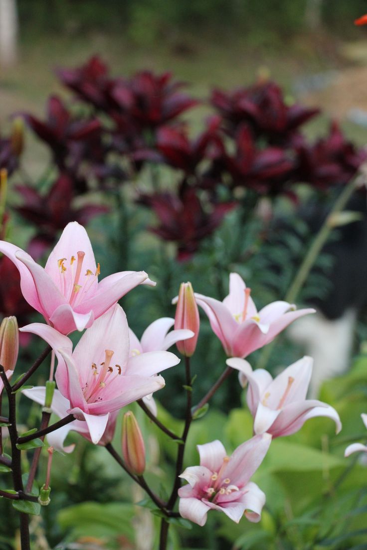 Lelija ‘Elodie’