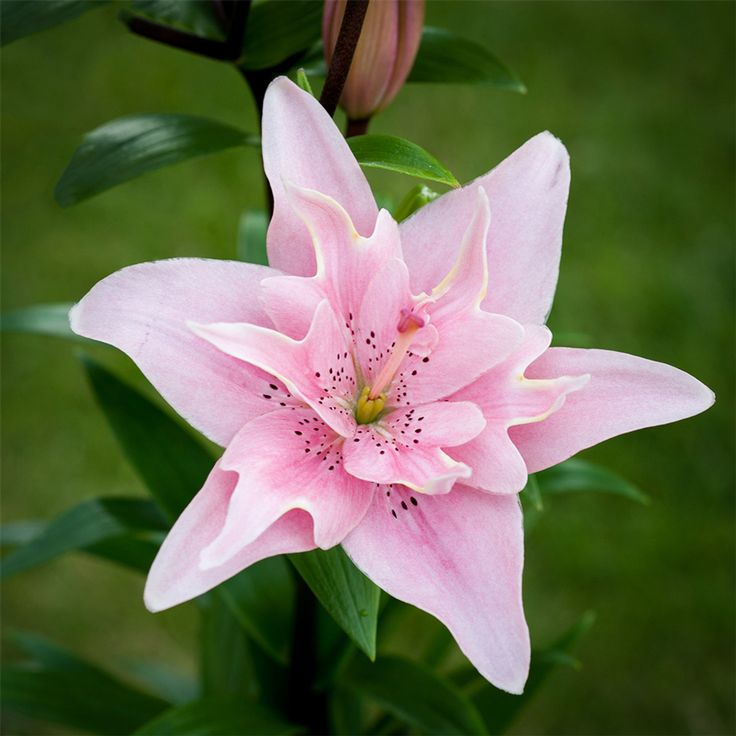 Lelija ‘Elodie’