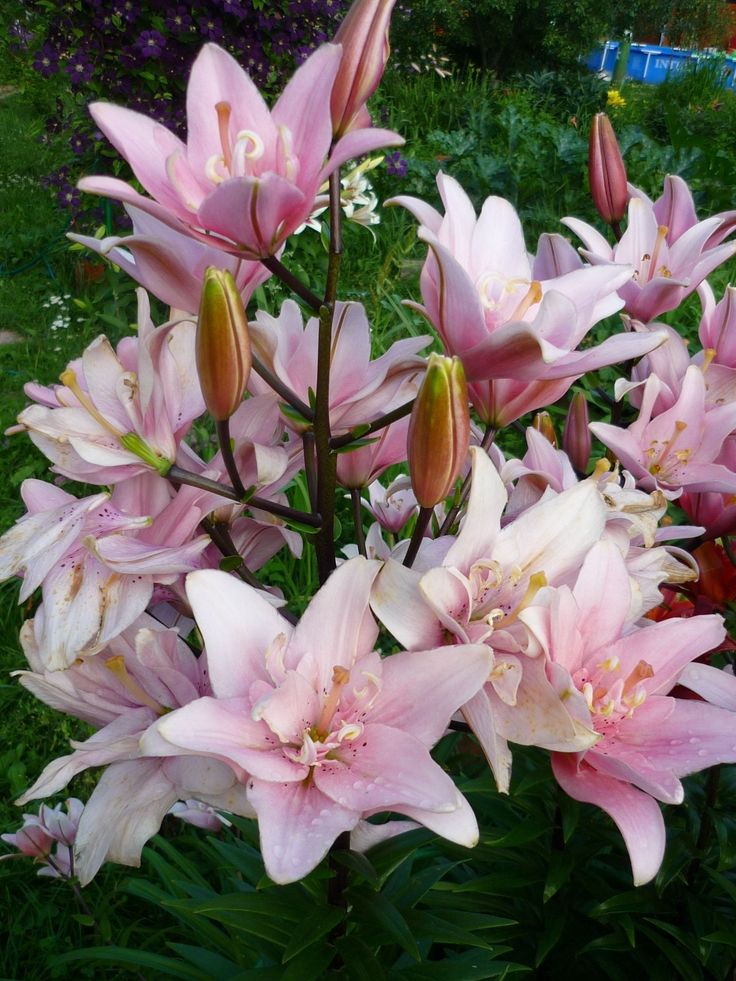Lelija ‘Elodie’