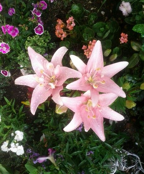 Lelija ‘Elodie’