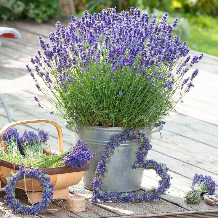 Levanda 'Hidcote Blue'