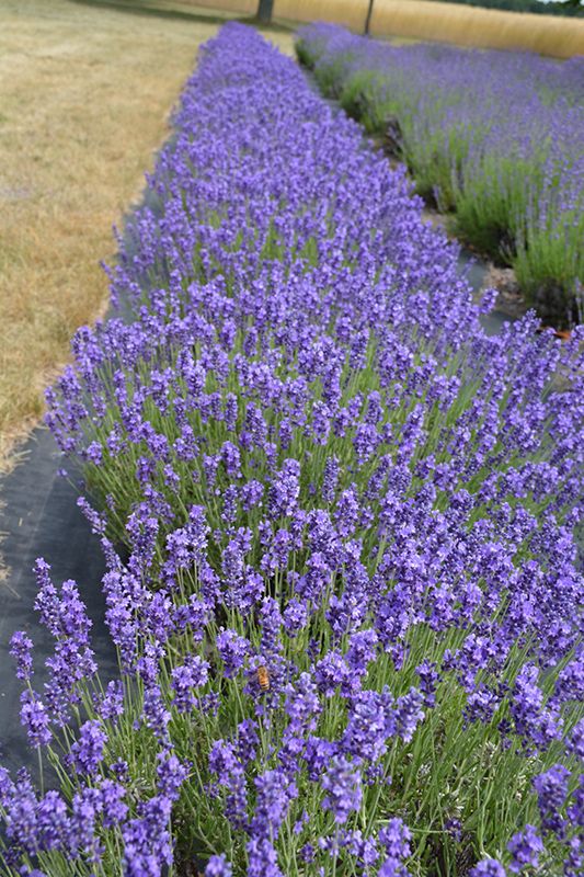 Levanda 'Hidcote Blue'
