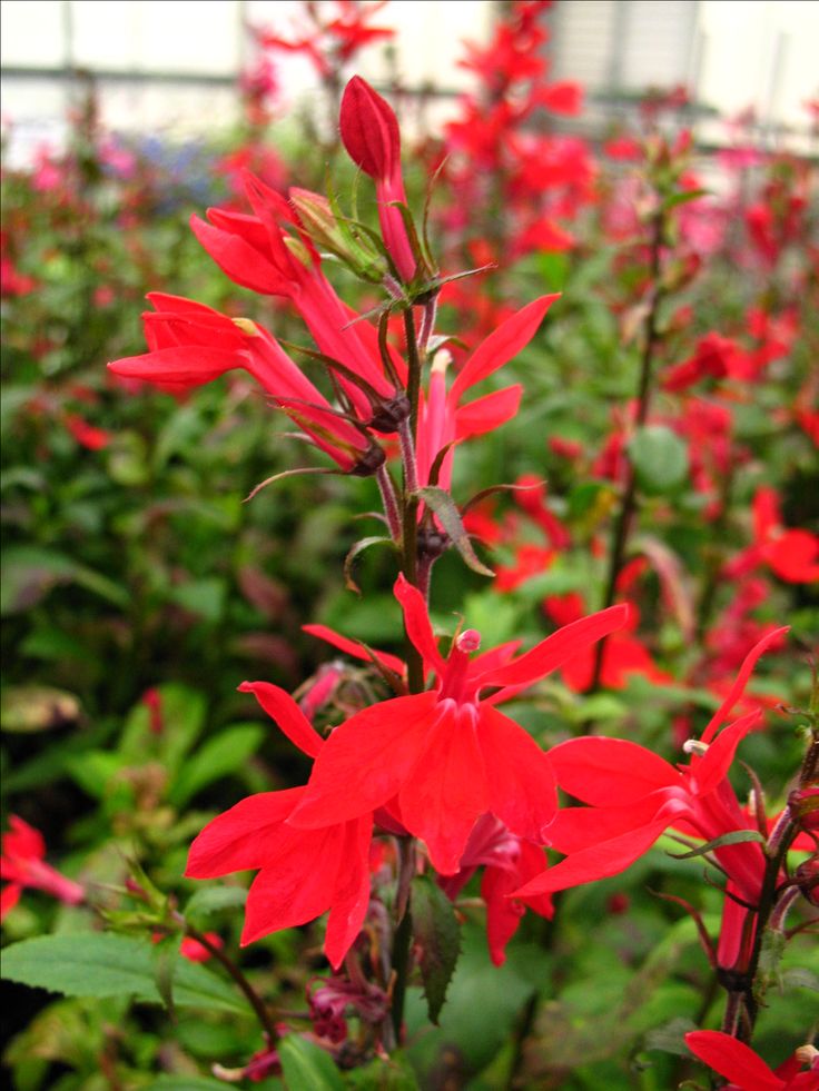 Lobelija 'starship scarlet'