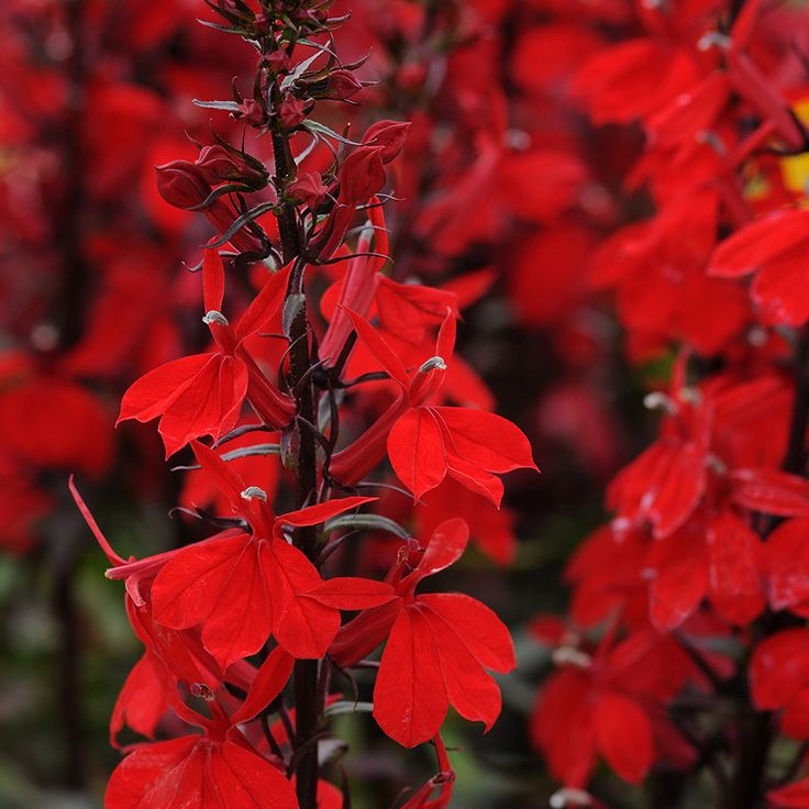 Lobelija 'starship scarlet'