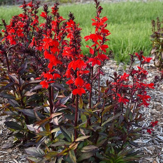 Lobelija 'starship scarlet'