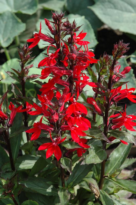 Lobelija 'starship scarlet'