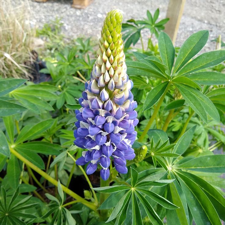 Lubinas ‘Blue White’