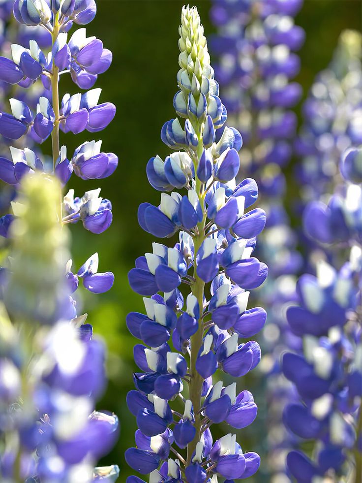Lubinas ‘Blue White’