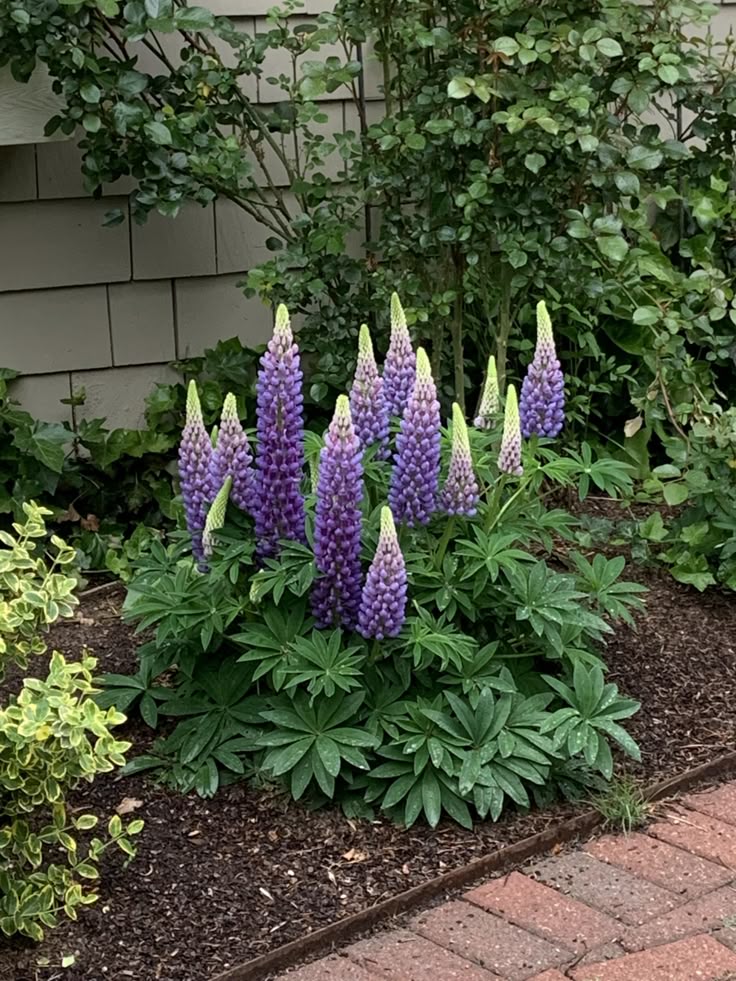 Lubinas ‘Blue White’