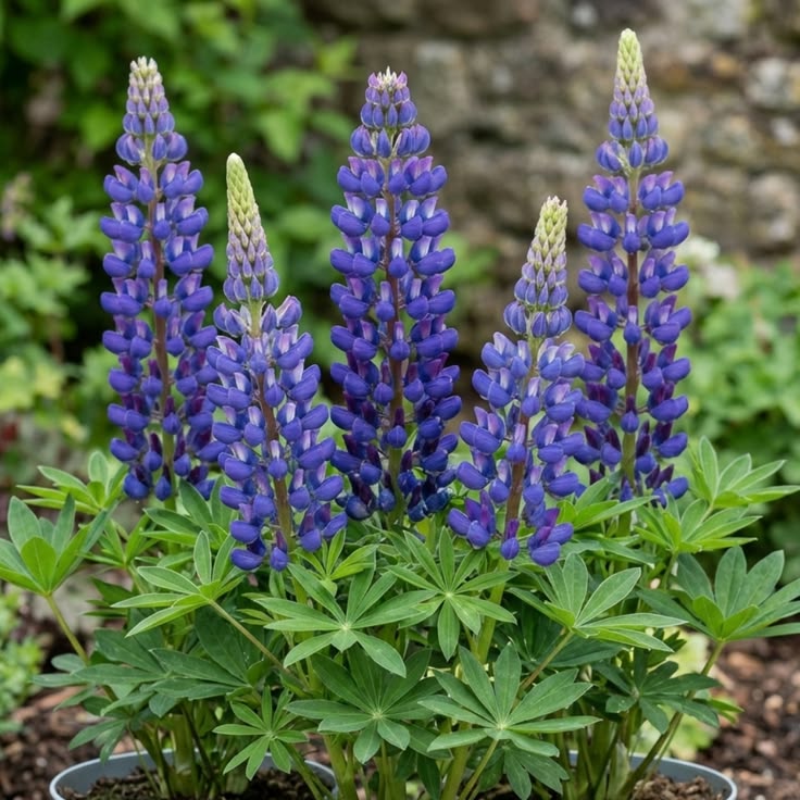 Lubinas ‘Blue White’