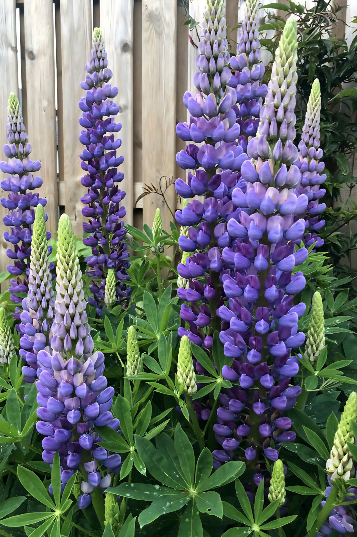 Lubinas ‘Blue White’