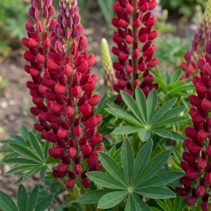 Lubinas ‘Red Shades’