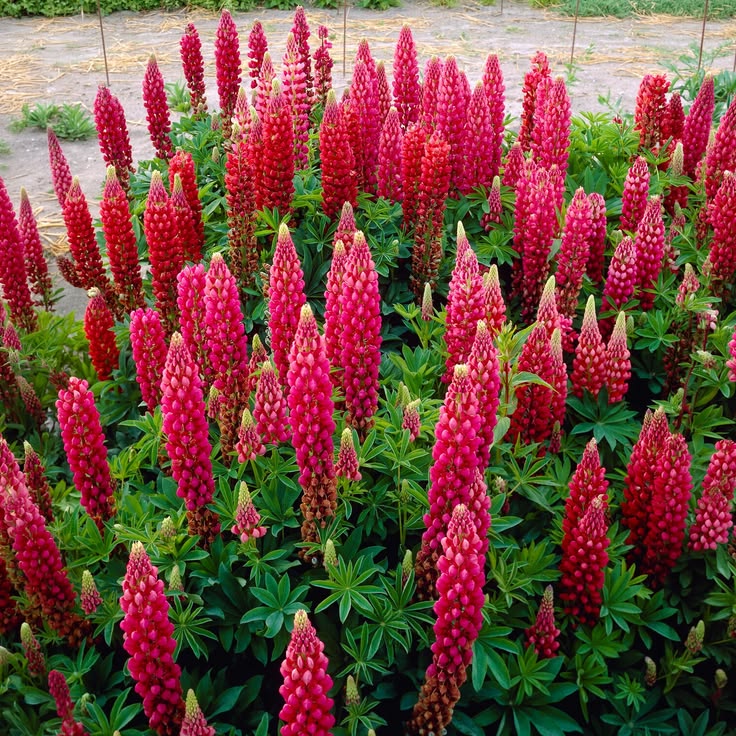 Lubinas ‘Red Shades’