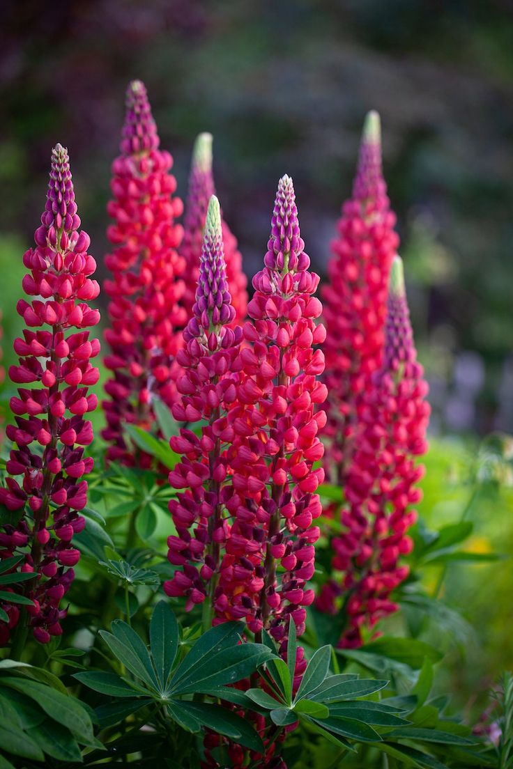 Lubinas ‘Red Shades’