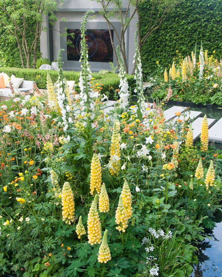 Lubinas ‘Yellow'