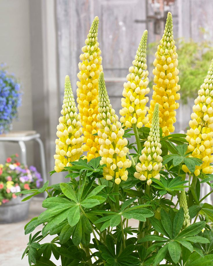 Lubinas ‘Yellow'