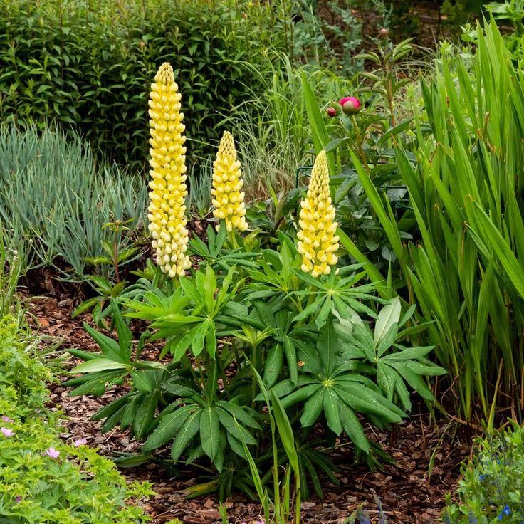 Lubinas ‘Yellow'