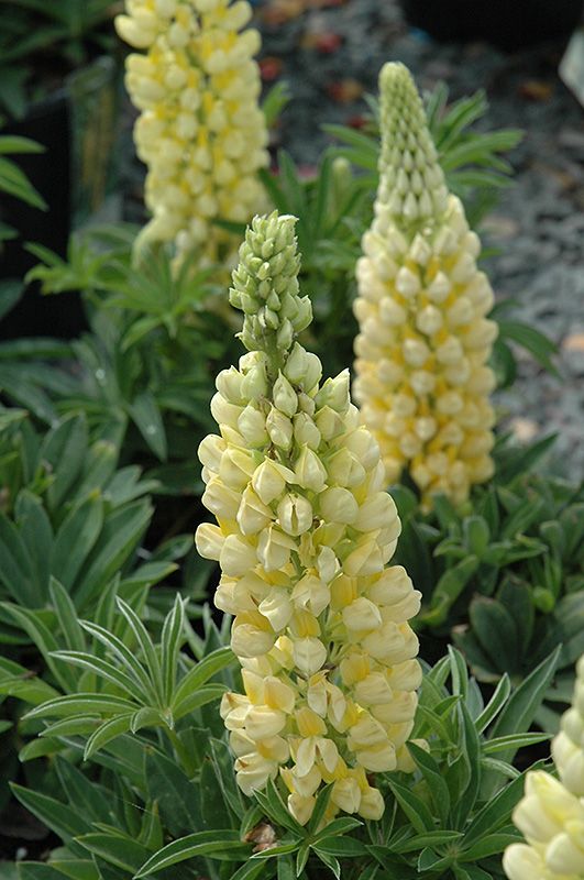 Lubinas ‘Yellow'