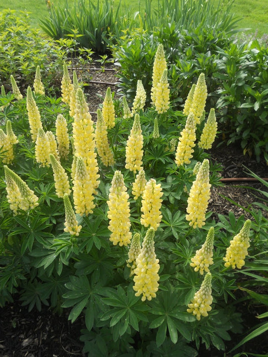 Lubinas ‘Yellow'