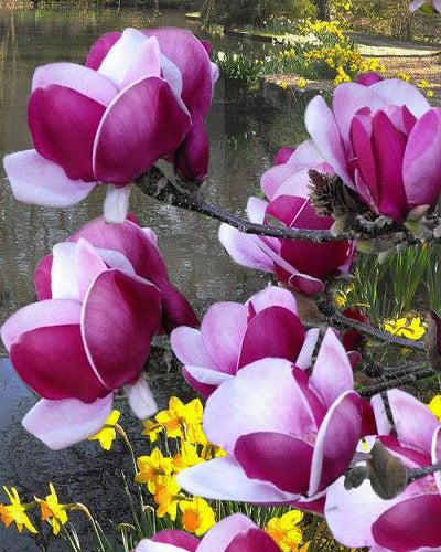Magnolija 'Cameo'