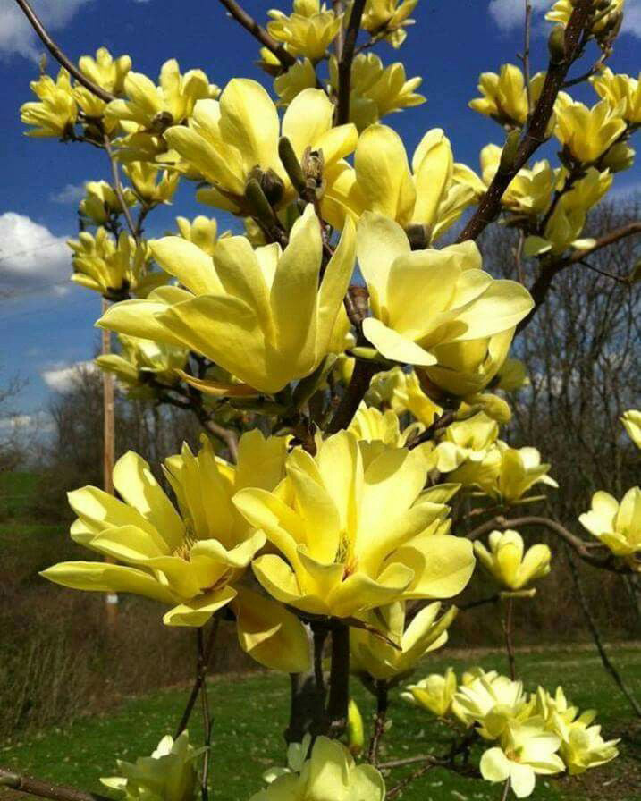 Magnolija 'Daphne'