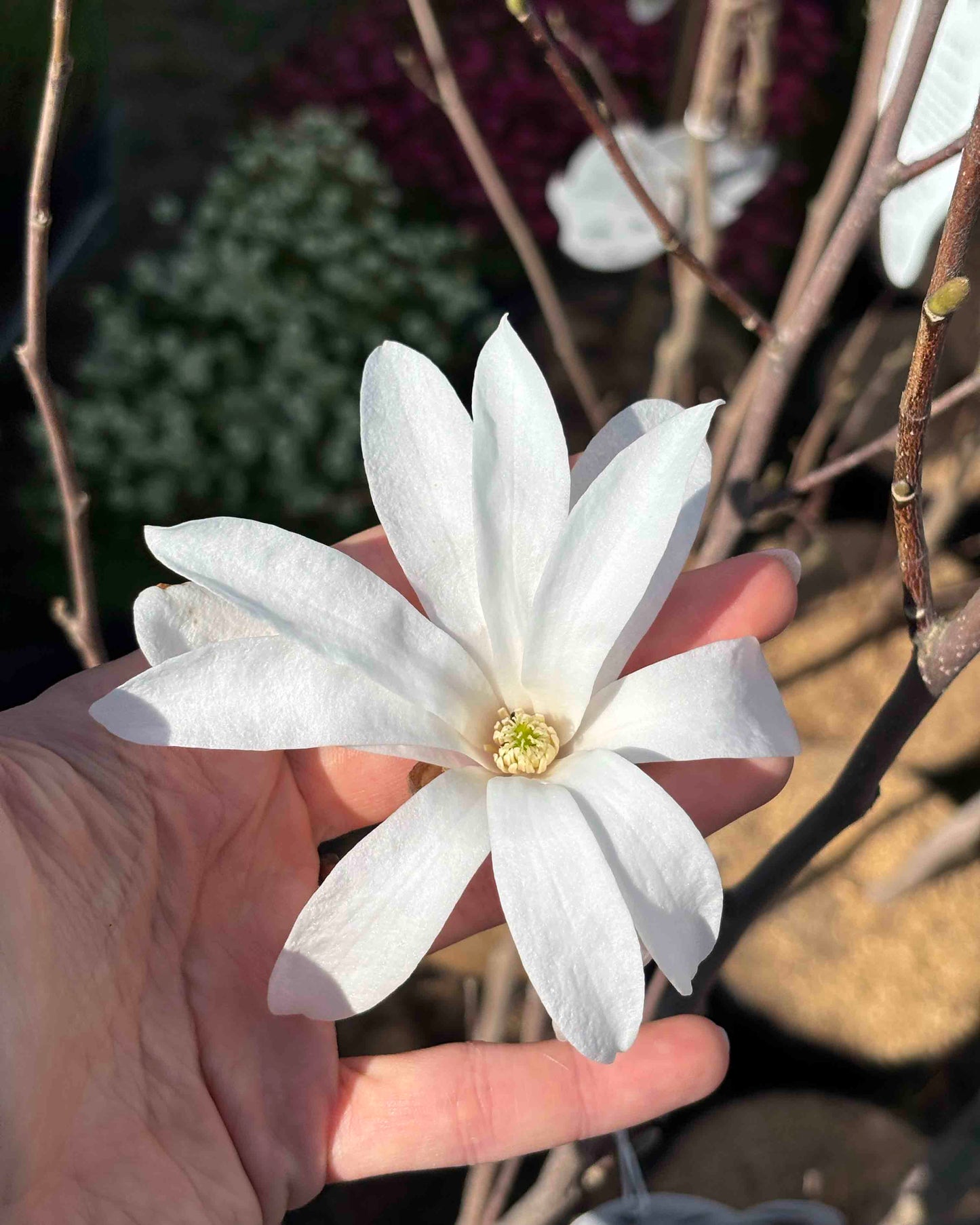 Magnolija 'Donna'