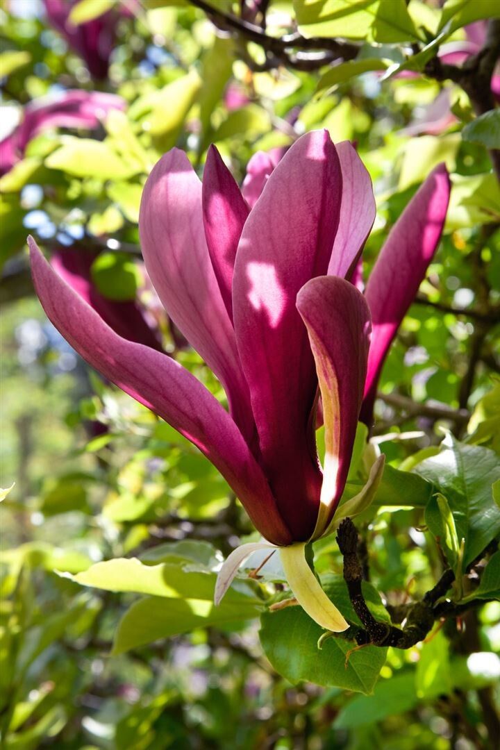 Magnolija Lelijažiedė 'Nigra'