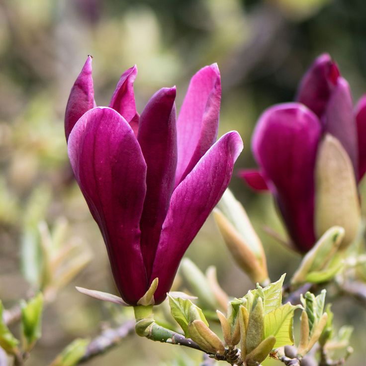 Magnolija Lelijažiedė 'Nigra'