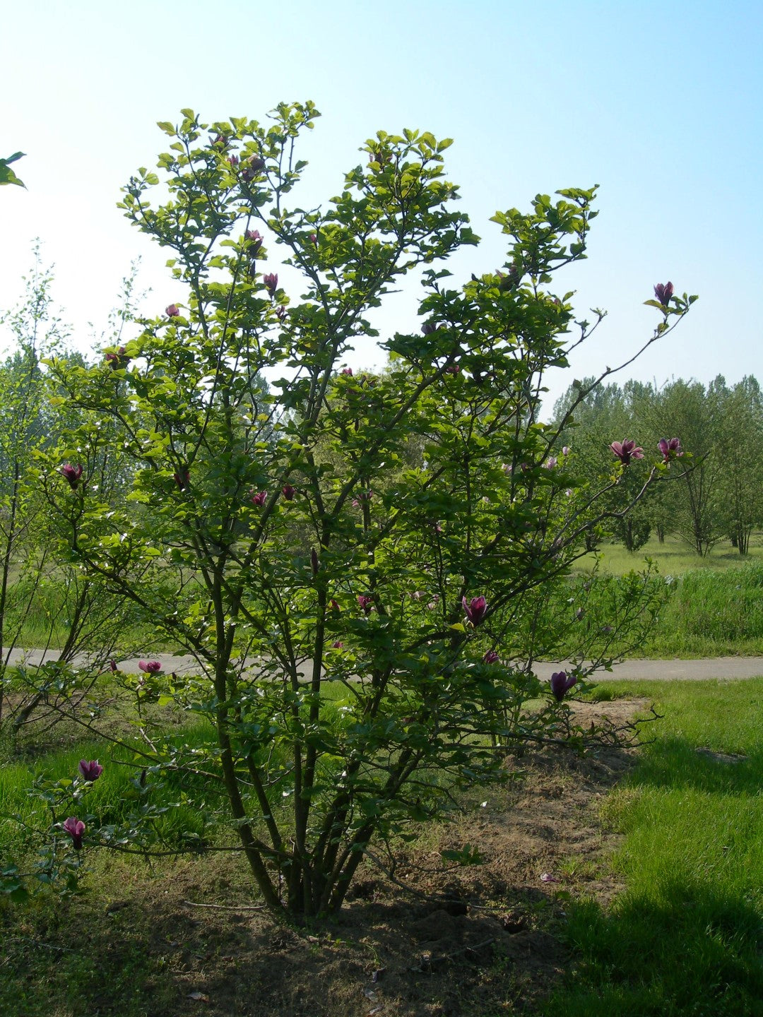 Magnolija Lelijažiedė 'Nigra'