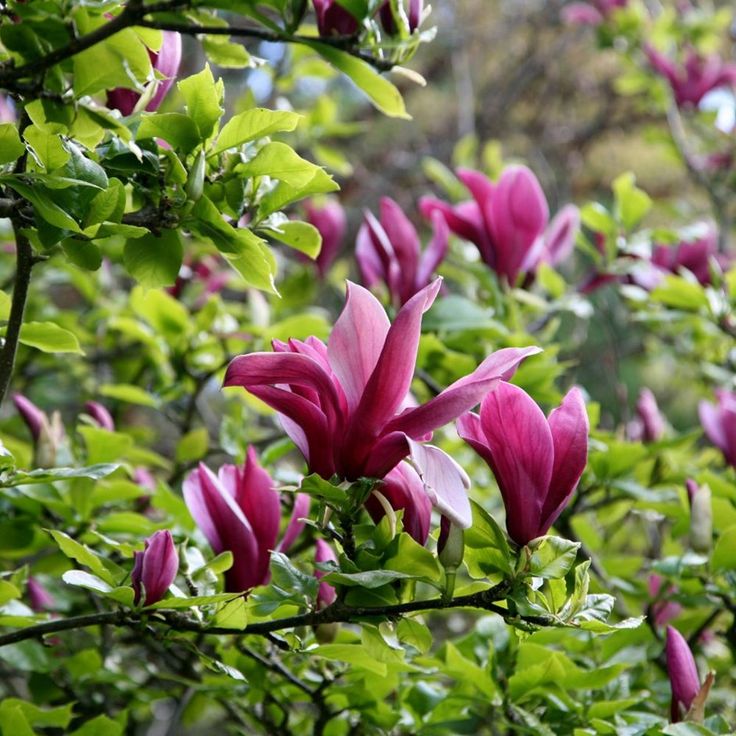 Magnolija Lelijažiedė 'Nigra'